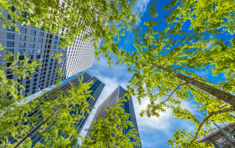 Trees and city buildings